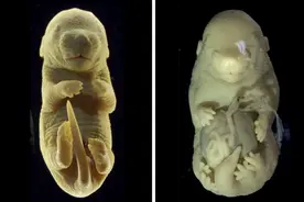 Nature子刊：科学家创造出6条腿的基因工程小鼠图片