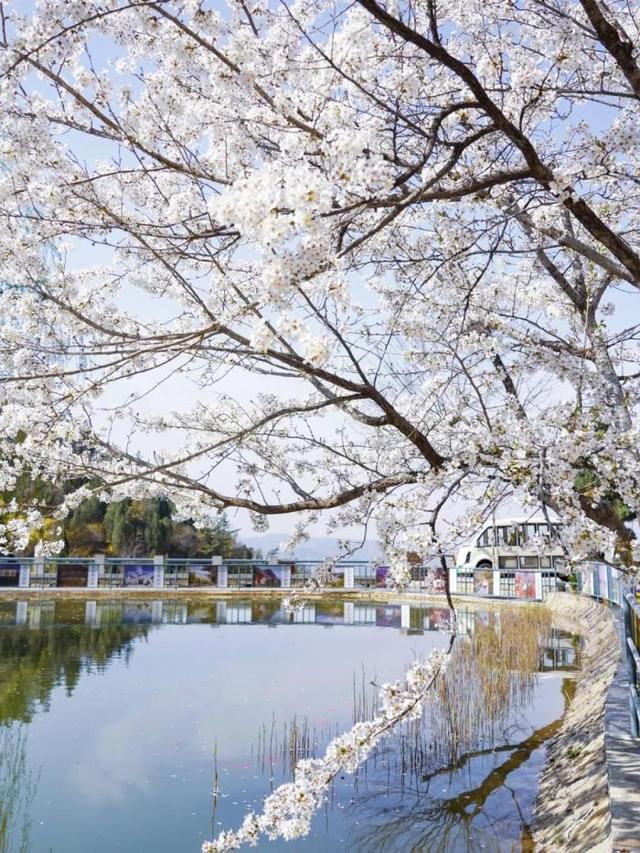 正式官宣！2026淄博潭溪山第八届春花节正式启幕，满山春色等你来！