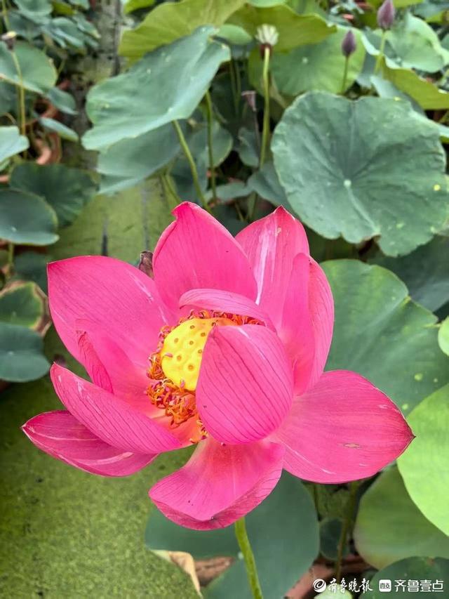 解锁泉城夏日限定浪漫！济南第39届荷花艺术节启幕
