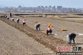 张掖民乐：祁连山下紫皮大蒜种植忙图片