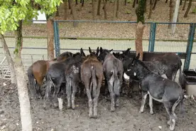 小鹿、小兔、小羊萌化你心！“五一”快来南桥探寻可爱动物在哪里？图片