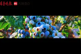 不负“莓”好时光！日照东港蓝莓湾里果正香图片