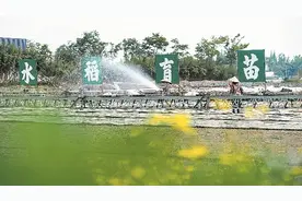 谷雨时节 成都田间春耕忙图片