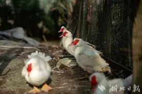 似鸭非鸭，似鹅非鹅！阳新“一只屯鸟”年产值冲刺2亿元图片