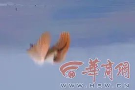 从濒临灭绝到拯救复壮 朱鹮从陕西这样起飞！图片