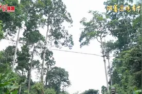 沿着边境看中国｜感受云南生态多样性：边境线上的热带雨林