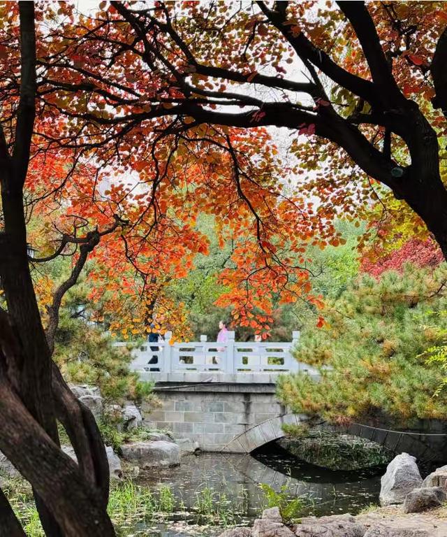 “泉”在济南享金秋——“一城山色·登山打卡”带你来赏红叶啦！