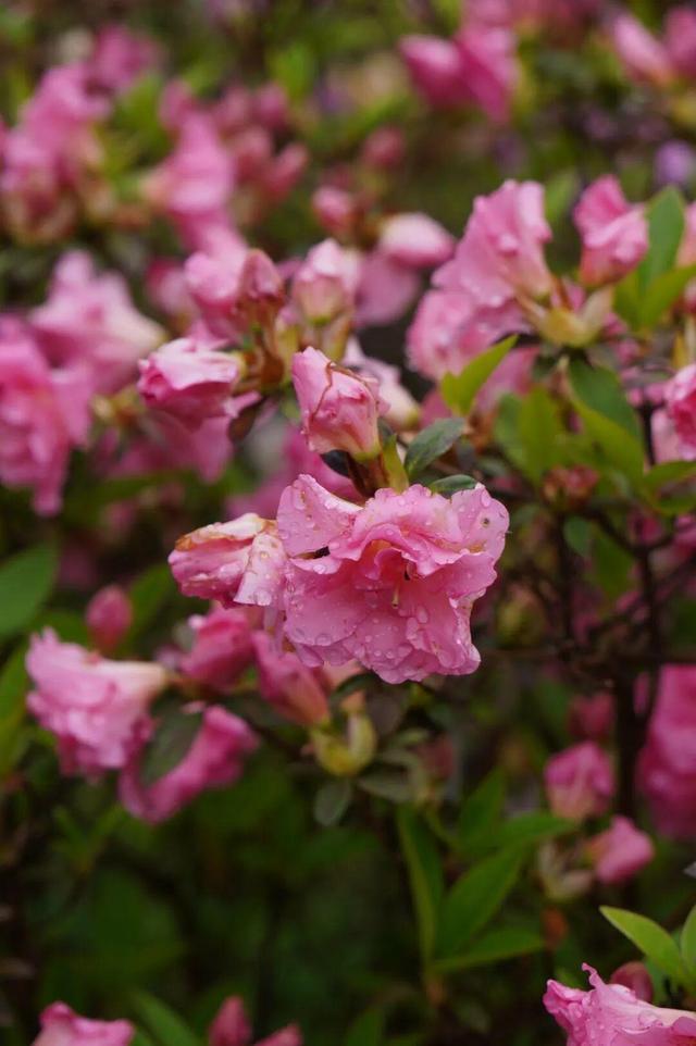 开了！开了！福州开了成片杜鹃花海！快上鼓岭