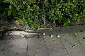 广东出现“五爪金龙”！图片