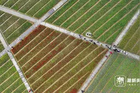 金华武义“花田经济”释放“美丽”活力图片