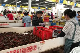 小龙虾跌破10元/斤？潜江中国虾谷：“小青”6元起批，精品虾价格超过30元图片