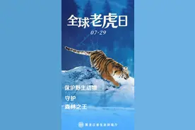全球老虎日丨解密东北虎 林海雪原中的“百兽之王”图片