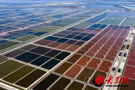 滨州盐田虾：盐为砚 虾作墨 绘就舌尖上的健康食谱图片