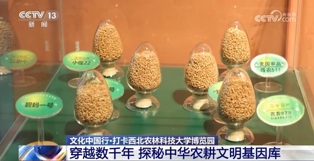 文化中国行丨探秘中华第一“虫羽”宝库 来这上一堂最生动自然课