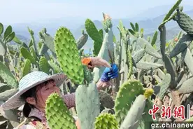 贵州习水：发展仙人掌产业 “凉”资源榨出“热”经济图片