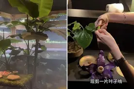 大象粪便做甜品、3888元一位还得预约！这家餐厅火了……图片