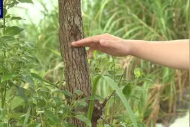 广东鳄鱼暴雨中出逃已抓回36条，目前暂未出现鳄鱼伤人事件图片