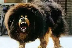 注意！深圳禁养这25种犬！养狗人不做这事违法！图片