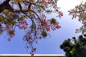周三周四广州最高气温仍超过30℃，周五冷空气带来雷雨图片