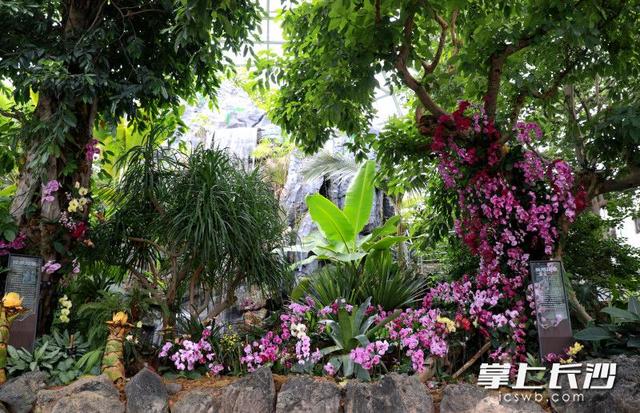 秋日赏花哪里去？省植物园邀您共赴秋日花宴