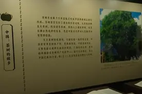 荼、槚、荈、蔎、茗……浩瀚典籍里的茶 茶的文字源头在中国图片