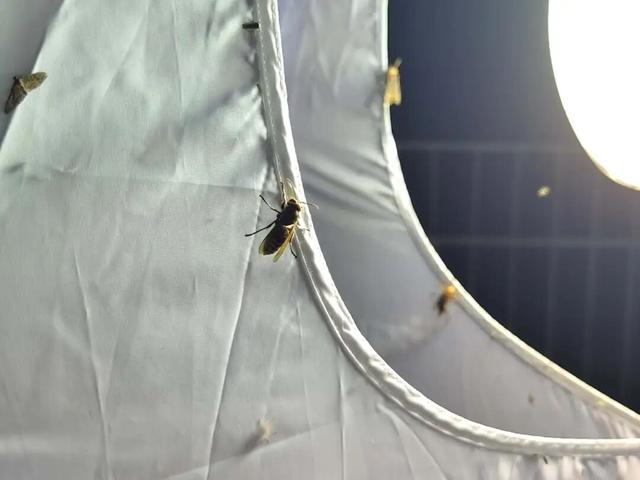 夜晚，我们在公园里“找宝藏”