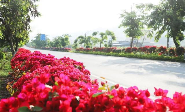 【精彩梁河】让出行成为享受 梁河公路冬日“双花”争艳