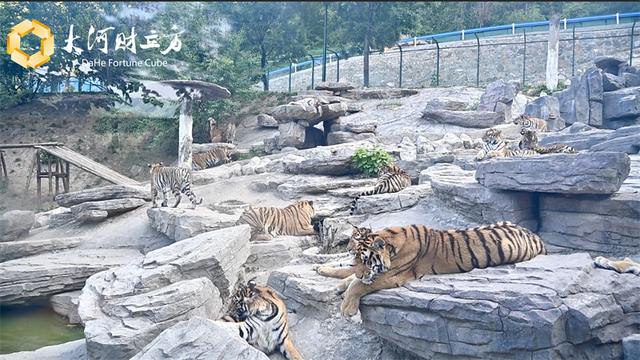 深山虎园“变形记”| 河南文旅产业调研行