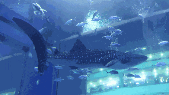 今天过节！这些景区对老年人有优惠、免票政策