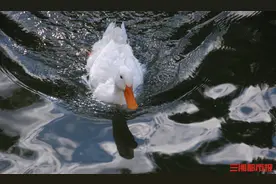 诗歌丨欧阳屹：随想（组诗）图片