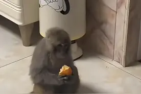 猕猴窜入27楼住户家吃橘子被捉 四川邻水官方：已进城一个多月，将视情况放生图片