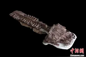 国际最新研究发现2.8亿年前巨大蝾螈类动物化石 同类体型最大图片