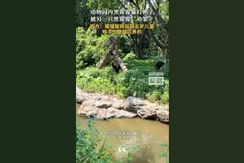 长隆野生动物世界内黑猩猩持木棍暴打鸭子，另一只黑猩猩“劝架”，动物园回应图片