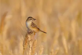 守望丰收，小鸟在金色麦浪里捕食图片