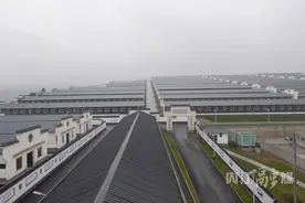 内江：一只羊“跑”出的乡村振兴路图片