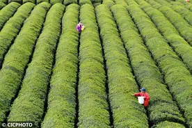 采制明前茶图片