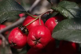 燕都新趣|秋天的北京山野间，树上结着哪些五彩斑斓的果实？图片