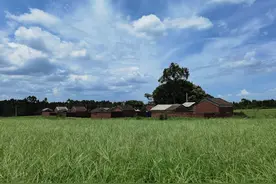 花地｜郑华如：我的大哥图片