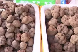 最低200元/公斤！松露在昆明上市了！图片