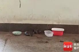 喂流浪猫反致鼠患成灾？海口部分小区面临“爱心”苦恼图片