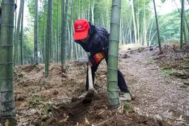 兴文县僰王山镇：冬笋采挖正当时 助农增收添动力图片
