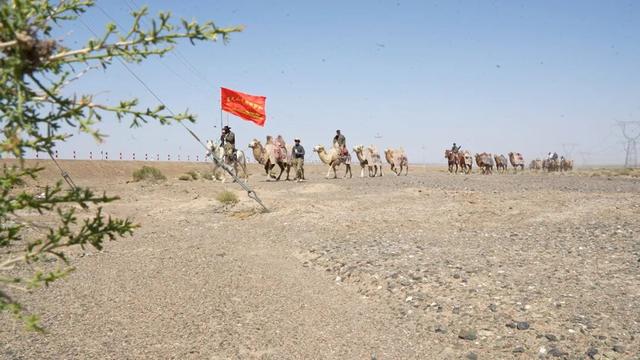 126天穿越数千公里，驼队已到河南！“洛阳不是终点”，队长蒋晓亮决定“加更”