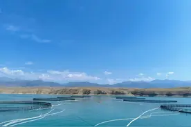 新疆三文鱼可以生吃吗？听听渔业专家怎么说图片