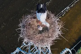 安徽积极守护“鸟线共生” 东方白鹳来到皖北“安家生子”图片