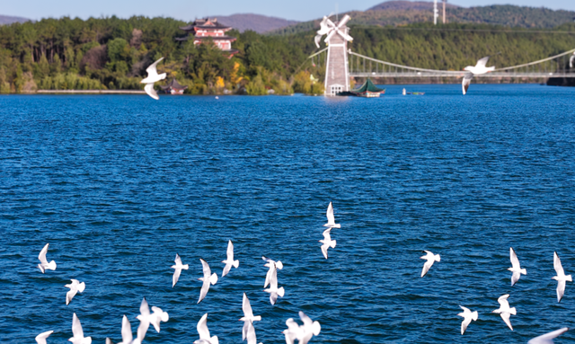 977～冬季来南阳看海鸥吧～对19地居民免门票!