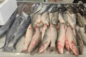 @潍坊人，“开春第一鲜”上市！错过等一年图片