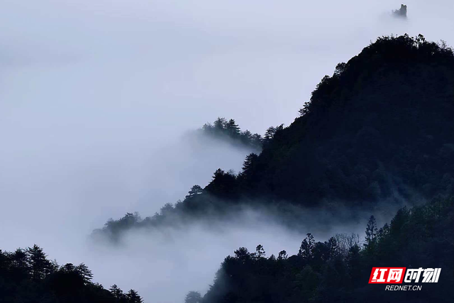 云雾漫峰林，张家界国家森林公园宛如水墨画卷