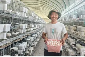 平桥区：“鸽声”嘹亮 “啄”开致富门图片