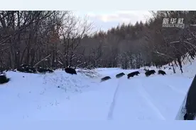 罕见！黑龙江东宁成群野猪雪地奔跑图片