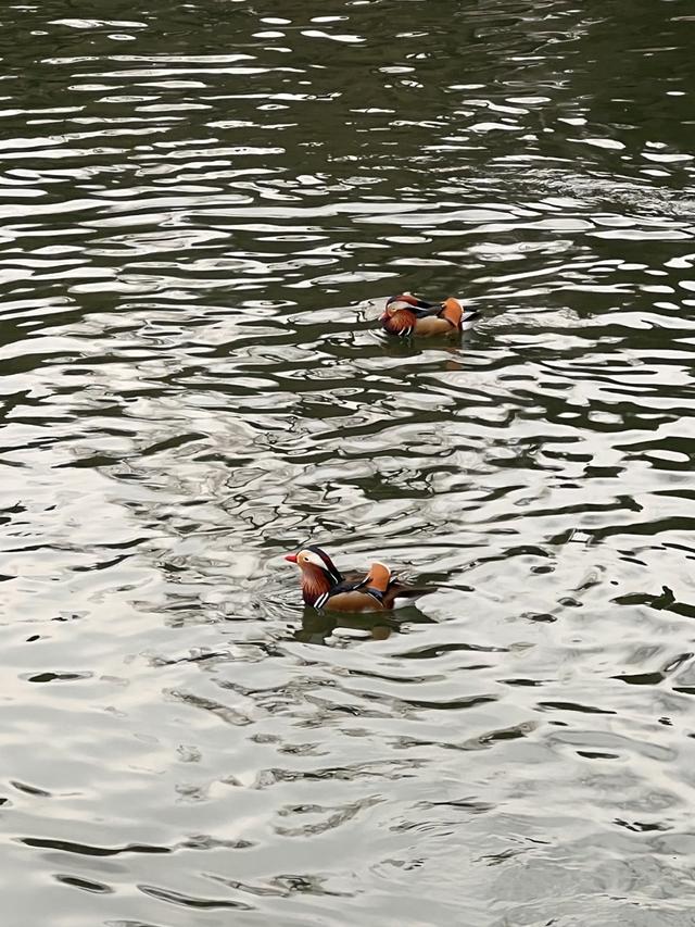 雪后的北海，水鸟舞出冬日最灵动的画卷